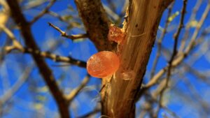 Akasya gamı nedir, faydaları nelerdir ve nasıl kullanılır? Doğal sağlık