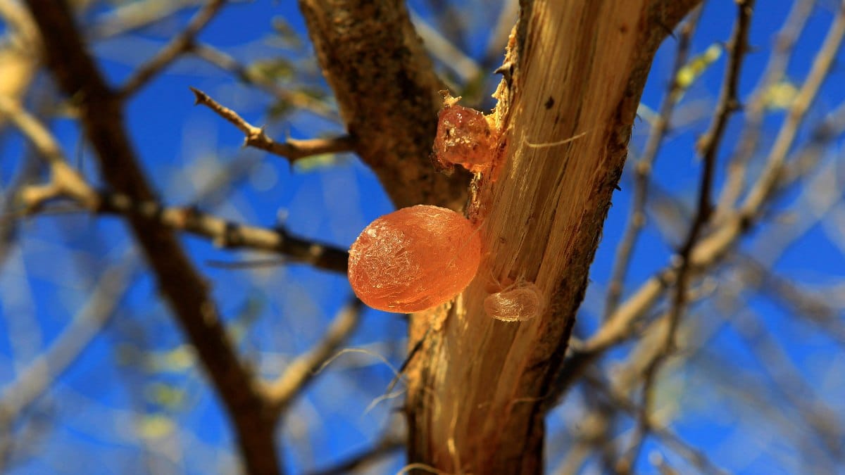Akasya Gamı: Faydaları ve Kullanım Alanları