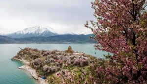 Discover the beauty of Akdamar Island's Almond Blossom Festival, where