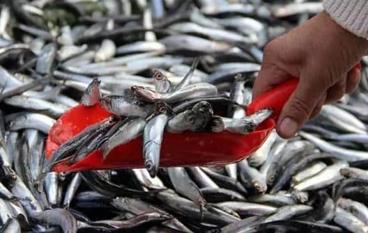 <b>BALIK AVI YASAĞI 15 NİSAN’DA BAŞLIYOR</b>“></p>
<p>Öte yandan, <strong>15 Aralık 2024 tarihinde yasaklanan Turna balığı avı</strong> ise 1 Nisan 2025 tarihinde yeniden serbest olacak. Bu düzenlemeler, deniz ve iç sulardaki biyolojik çeşitliliğin korunmasına katkı sağlamayı hedeflemektedir.</p>
<p><img decoding=