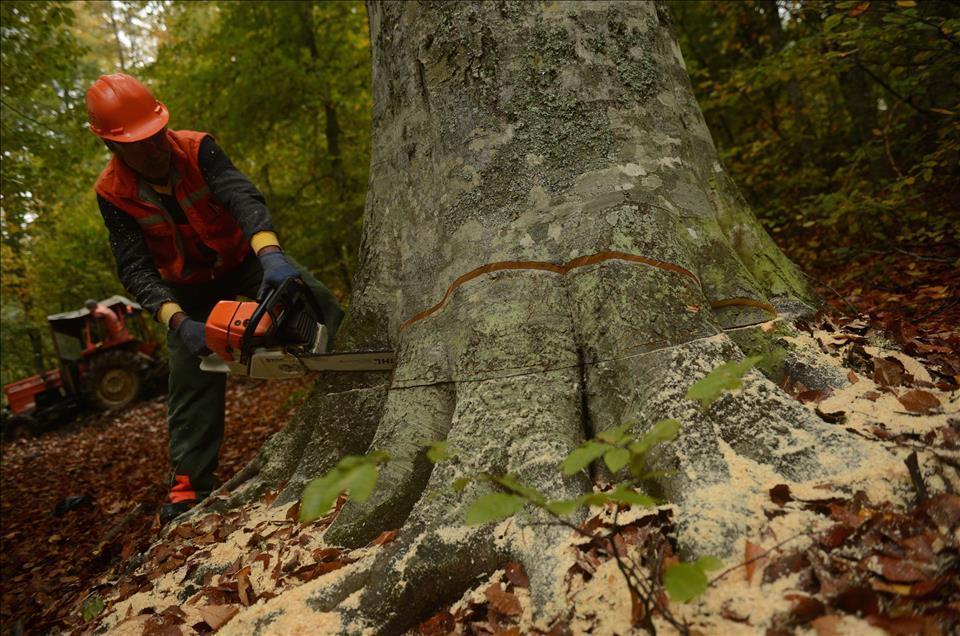 Bir rüyada ağaç kesmenin derin anlamlarını ve yorumlarını keşfedin. Rüyanızın