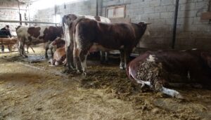 Explore the causes, symptoms, and prevention of Bluetongue Disease in