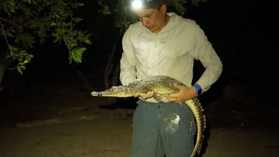 Unexpected Discovery of New Crocodile Species