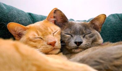 Effective Ways to Remove Cat Hair from Laundry