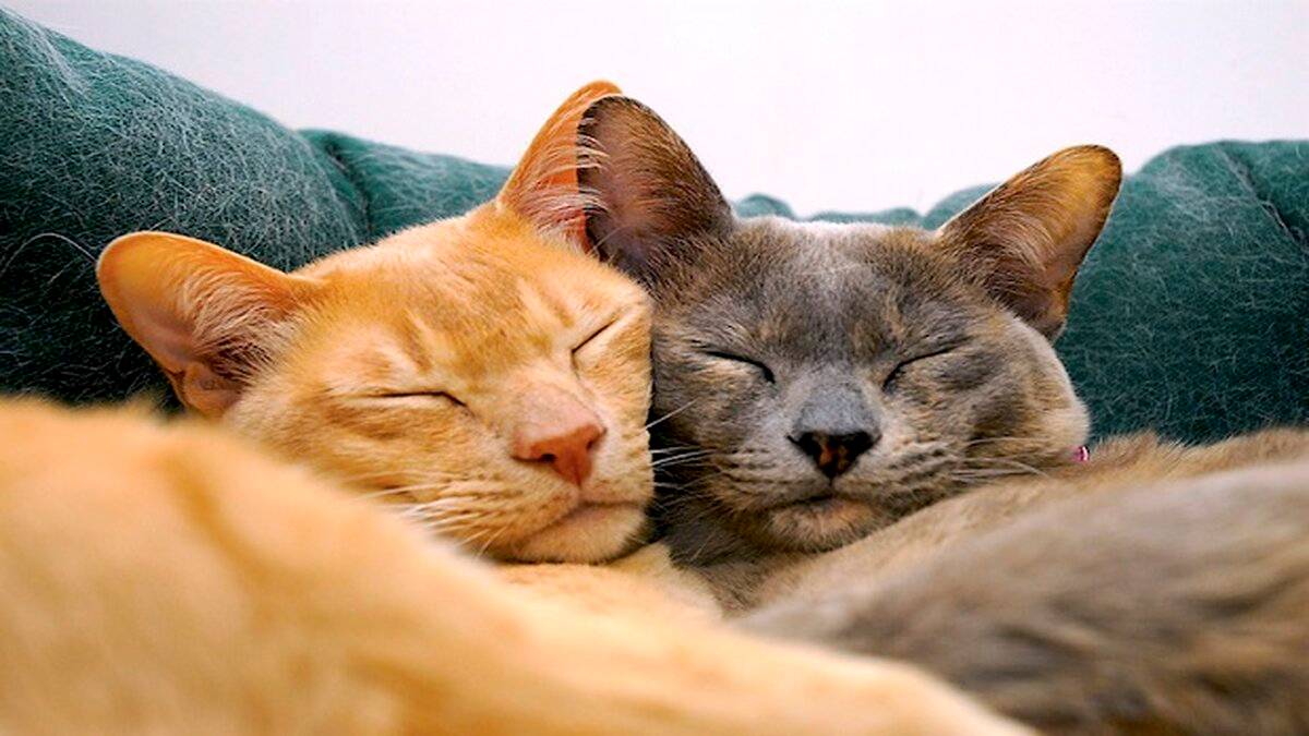 Effective Ways to Remove Cat Hair from Laundry