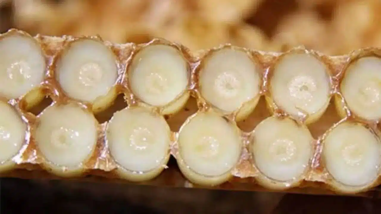 Eşsiz Faydalarıyla Arı Sütü: 10 Maddede Doğanın Mucizesi