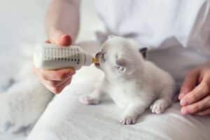 Discover effective natural methods to boost your kitten's immune system