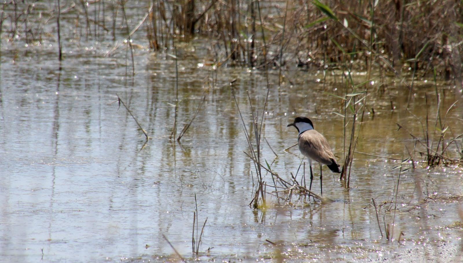 Migratory Birds in Hatay: A Unique Stopover