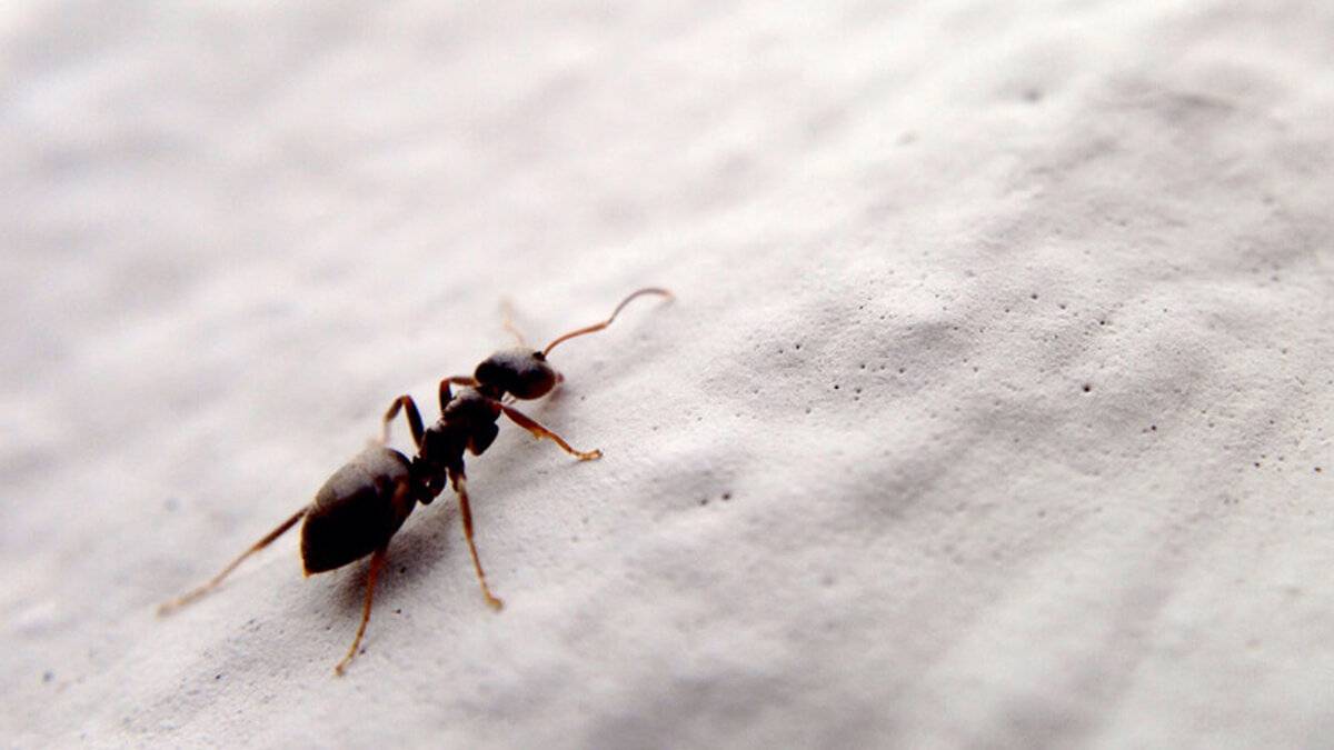 Discover natural, effective methods to keep ants out of your