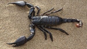 Rüyada akrep sokması görmek, gizli düşmanlıkları ve ani tehlikeleri simgeler.