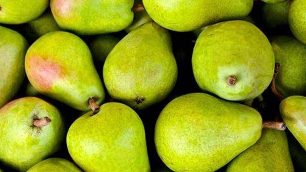 Rüyada Armut Toplamak