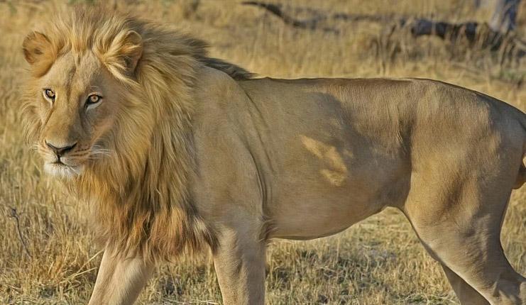 Rüyada aslandan kaçmak ne anlama gelir? Korkuların üstesinden gelmeye dair