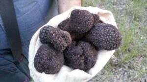 Discover the allure of truffles, nature's culinary gem, and delve