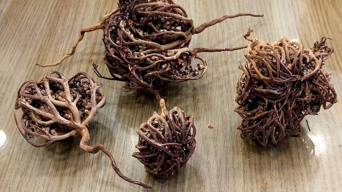 Discover the wonders of the Miraculous Mother Mary Herb, a