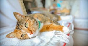 Explore Bastet's influence on cat domestication and worship in Ancient