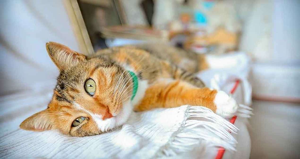 The Role of Bastet in the Domestication and Worship of Cats in Ancient Egypt