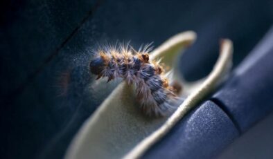 The Threat of Pine Caterpillars to Dogs and Forest Ecosystems