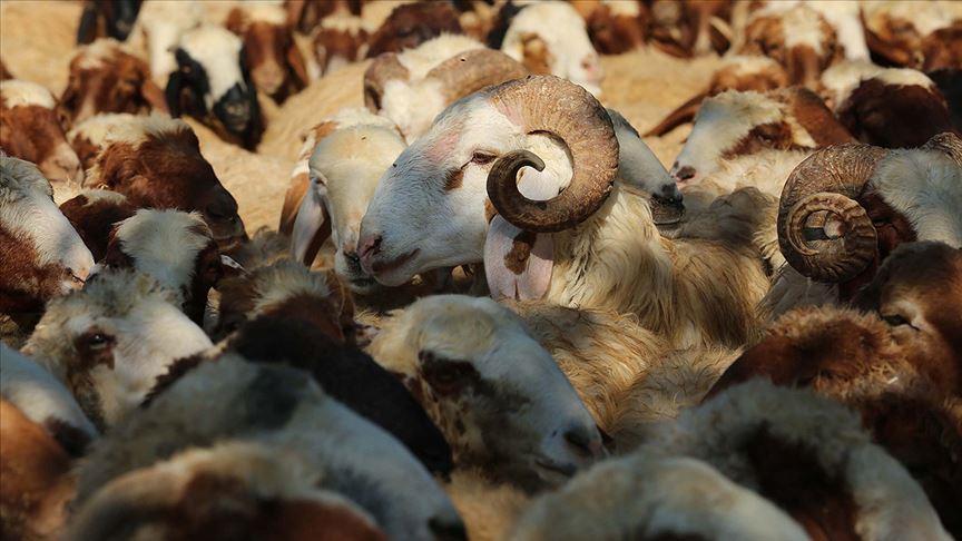 Kurban İbadetinin Fıkhi Dayanakları