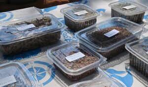 Manisa'da doğa seferberliği başladı! Umut dolu tohumlar toprakla buluşuyor, doğa