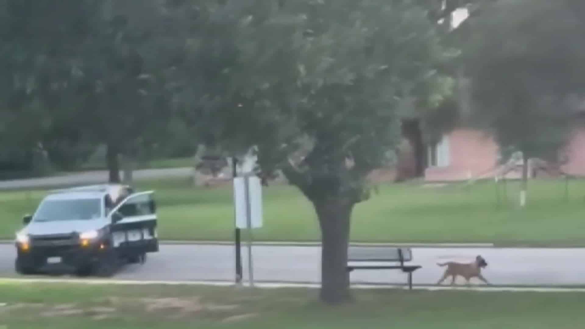 Brookshire Officer Suspended Amid Investigation Into Fatal Shooting of Stray Dog