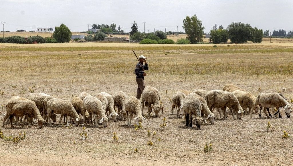 Experience Eid al-Adha joyfully celebrated in Morocco, overcoming challenges with