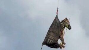 Discover the captivating tale of an escaped zebra in Tennessee