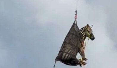 Escaped Zebra Captured in Tennessee After Captivating the Internet