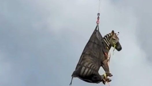 Escaped Zebra Captured in Tennessee After Captivating the Internet