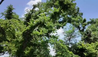 Houston Homeowners Battle Over Tree Hazards Amidst Hurricane Season