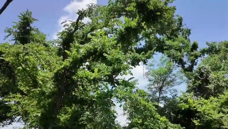 Houston Homeowners Battle Over Tree Hazards Amidst Hurricane Season