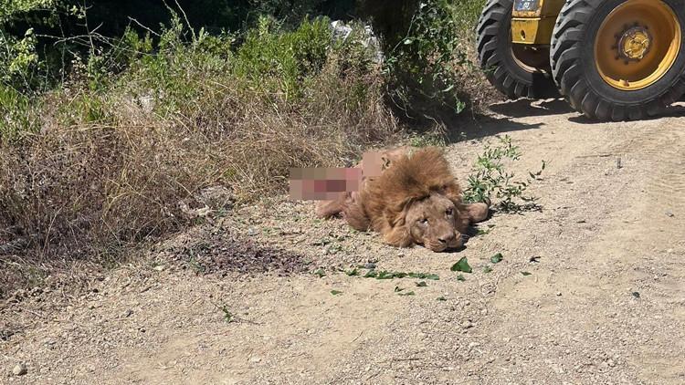 Antalya'da Bir Aslanın Kaçışı Büyük Panik Yarattı