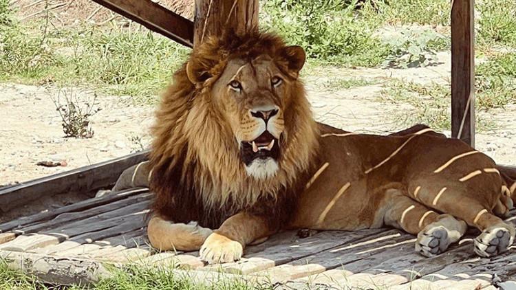 Antalya’da Hayvanat Bahçesinden Kaçan Aslan Olayı