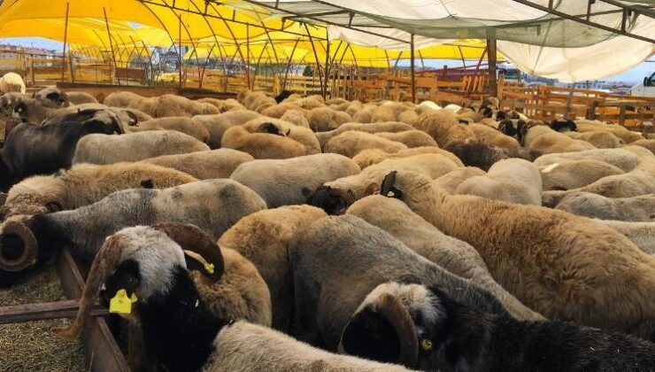 Şap Hastalığı: Belirtileri, Bulaşma Yolları ve Önleme Yöntemleri