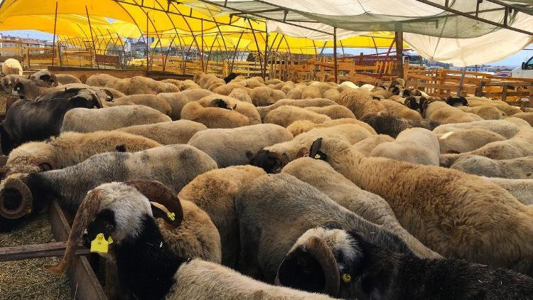 Şap Hastalığı: Belirtileri, Bulaşma Yolları ve Önleme Yöntemleri