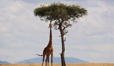 Kenya Hakkında Bilgiler; Kenya Bayrağı Anlamı, 2025 Nüfusu, Başkenti, Para Birimi Ve Saat Farkı