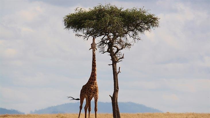Kenya Hakkında Bilgiler; Kenya Bayrağı Anlamı, 2025 Nüfusu, Başkenti, Para Birimi Ve Saat Farkı