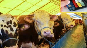 Kredi kartıyla kurban kesilir mi? Diyanet'in fetvası ve detaylı açıklamalarını