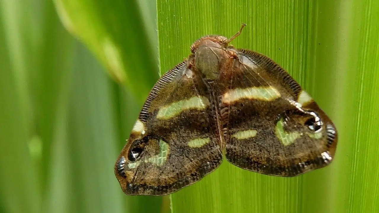 Vampir Kelebek nedir? Türkiye’de nerelerde görüldü? Vampir kelebek zararlı mı?