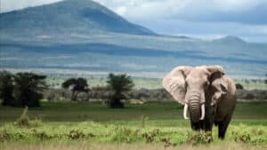 2050’ye kadar yok olma riski taşıyan kültürel ve doğal mirasları