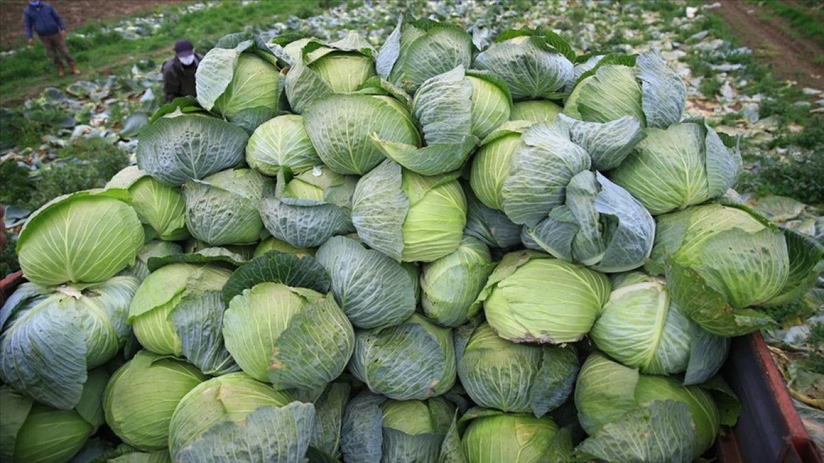 Kışın Beslenmenizi Zenginleştiren 7 Harika Sebze