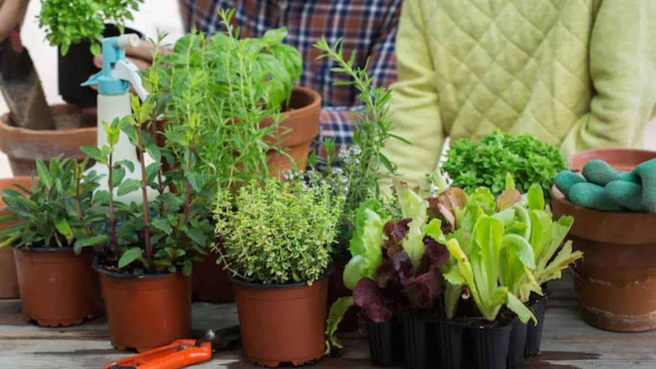 Sonbaharda saksıda kolayca yetiştirebileceğiniz 6 sebze ile taze ve sağlıklı