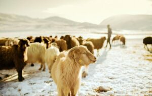 2026 Kurban Bayramı tatili ne zaman başlıyor? Arife günü, resmi