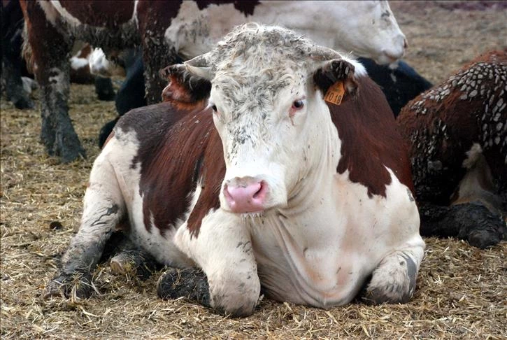 Deli Dana Hastalığı Nedir, İnsana Bulaşır mı? Belirtileri Nelerdir?