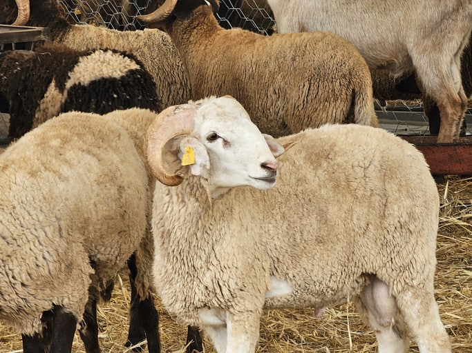 2026 Kurban Bayramı Tatil Süresi, Arife ve Bayram Günleri Detaylı Takvimi