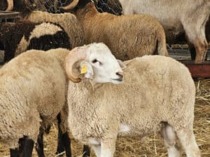 2026 Kurban Bayramı tarihleri, tatil süresi ve resmi tatil günleri