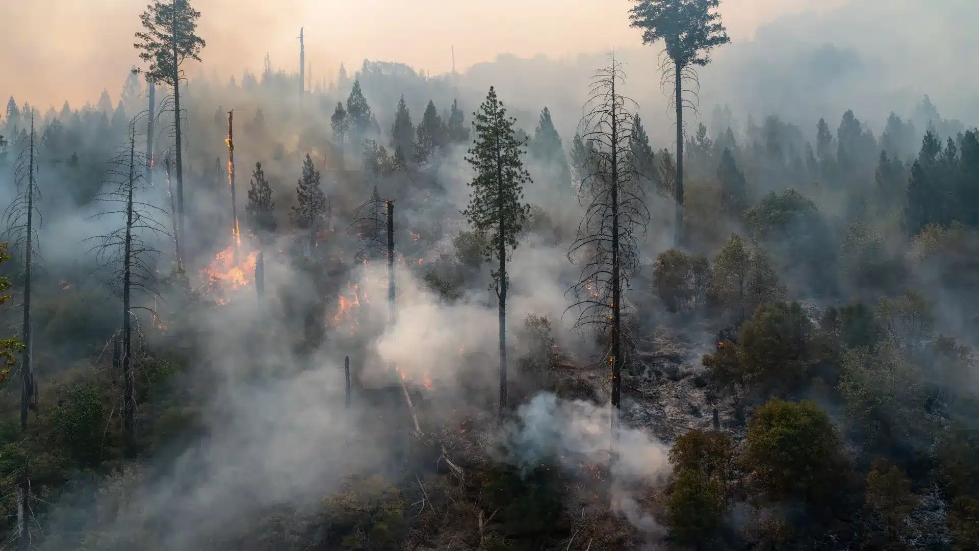 Nevada, Sigortacıların Orman Yangını Kapsamını Poliçeden Çıkarmasına İzin Veriyor