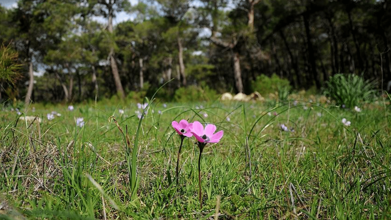 Cemre Ne Zaman Düşecek? 2026 Yılı Cemre Tarihleri ve Anlamı