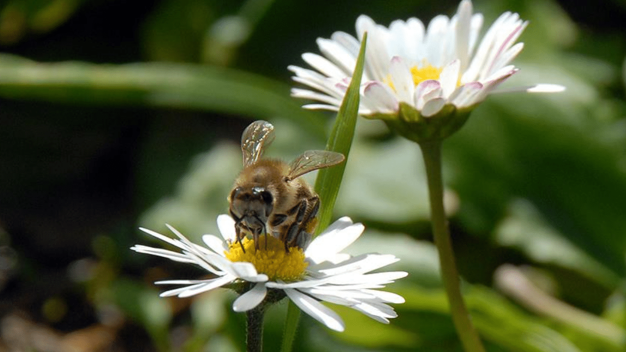 İlk Cemre 2026 Ne Zaman Düşecek ve Hangi Yere Düşüyor?