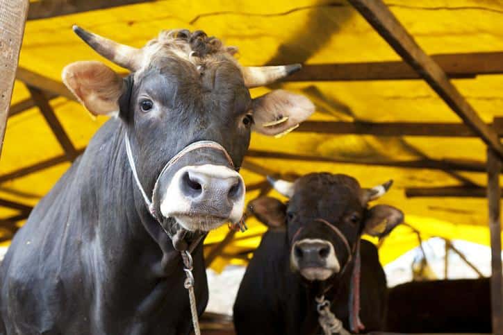 KURBAN BAYRAMI TATİLİ KAÇ GÜN OLACAK, 9 GÜNE UZAR MI?