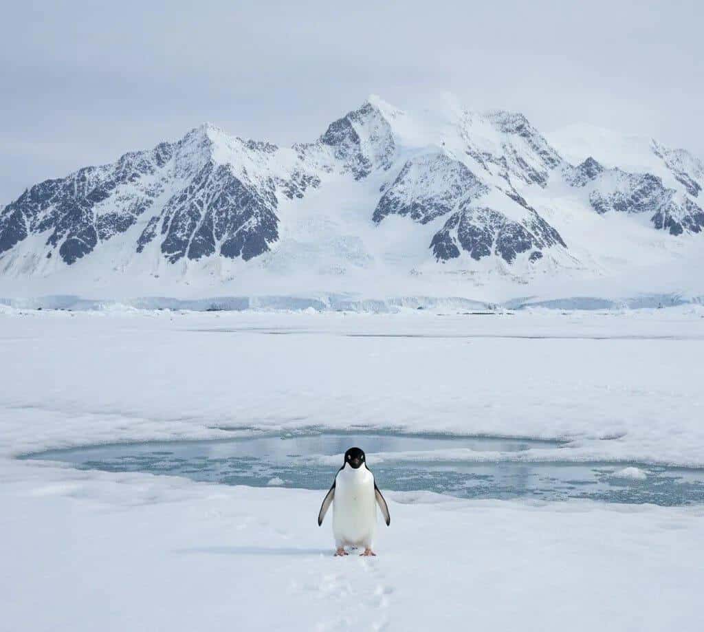 Nihilist Penguenin Akıbeti